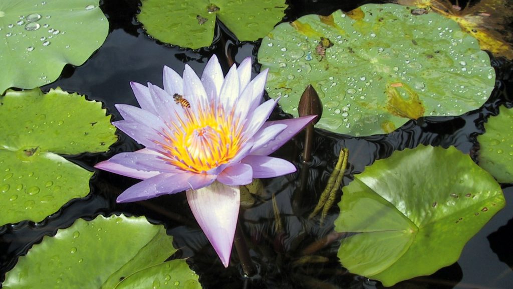 ROUNDMAP-Lotus
