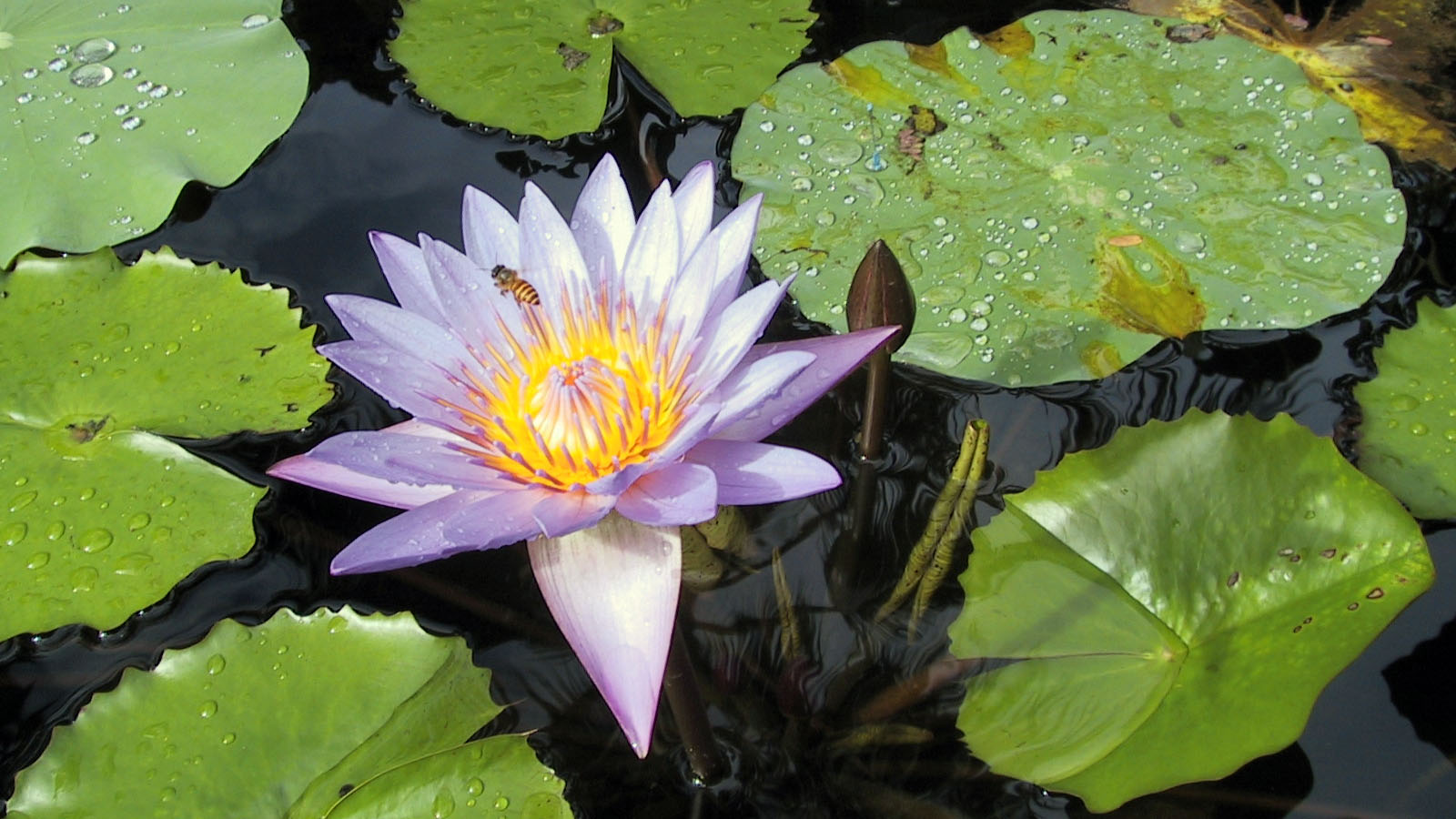 ROUNDMAP-Lotus